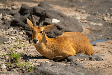 Reedbuck lies on rocks on river bank