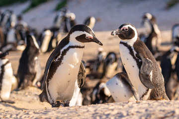 Obraz premium Brillenpinguin-Kolonie in Südafrika, Brillenpinguine am Boulder Beach