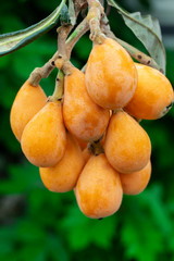 Loquat fruit, named for its shape resembling a lute instrument