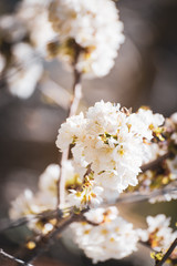 Kirschbaumblüte mit bestäubenden Bienen