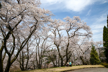 満開！樹木公園のソメイヨシノ