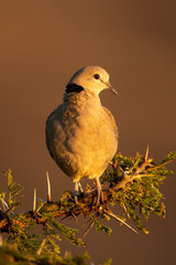 Ring-necked dove on thornbush in golden light