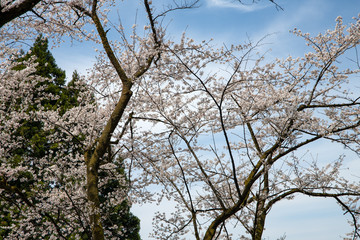 満開！樹木公園のソメイヨシノ