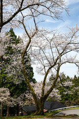 満開！樹木公園のソメイヨシノ