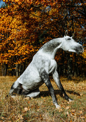 Portrait of white, grey horse stallion in autumn in yellow leaves. 
