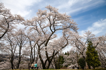 満開！樹木公園のソメイヨシノ