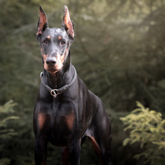 Doberman im Wald