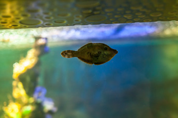 Very funny, fast, small fish