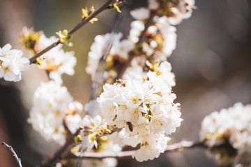 Kirschbaumblüte mit bestäubenden Bienen
