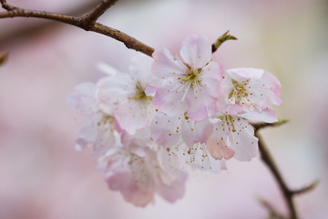 足柄桜　旧成徳中学校　春めき桜