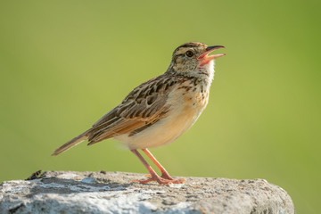 Rufous-naped lark sings on post facing right