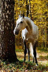 Portrait of white, grey horse stallion in autumn in yellow leaves. 