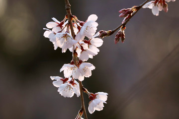 桜　アップ　透けた花びら