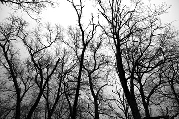 Dark Forest and branches on overcast sky