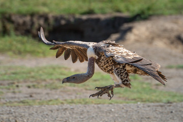 Ruppell griffon vulture extends claws to land