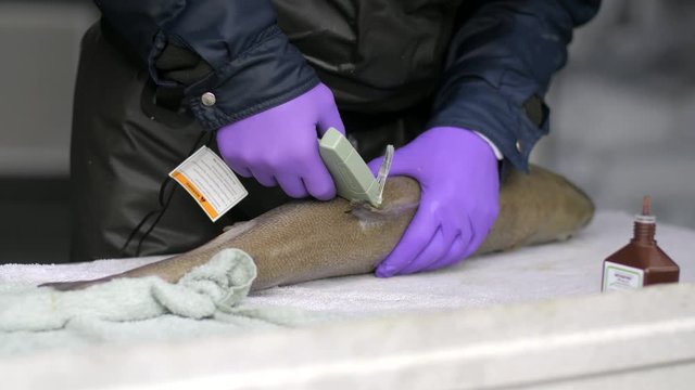 Closeup Of Fishery Worker In Gloves Tagging Anesthetized Fish With Instrument