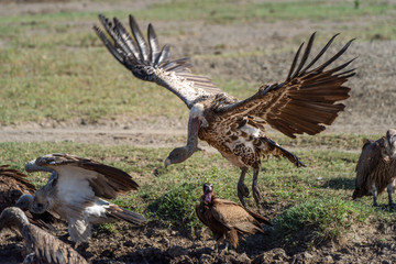 Ruppell griffon vulture flies from river bank