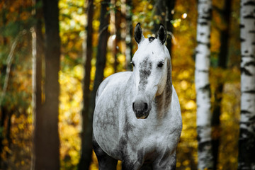 Portrait of white, grey horse stallion in autumn in yellow leaves.  - 336617775