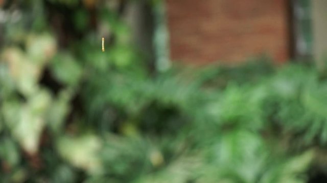 A caterpillar swings on its silk