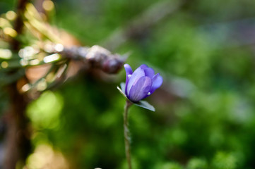 Flowering violets in the forest