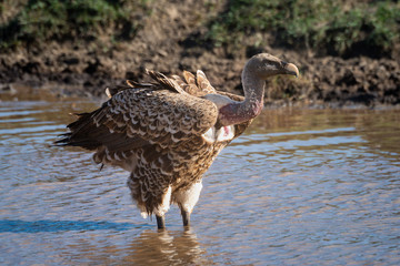 Ruppell griffon vulture stands in shallow stream