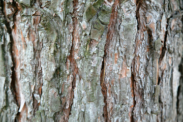 vertical image of a tree bark for your texture or background