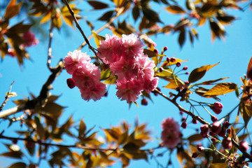 Finalmente primavera! Primo piano di albero di ciliegio da fiore (Prunus serrulata), fioritura sul fondo azzurro del cielo
