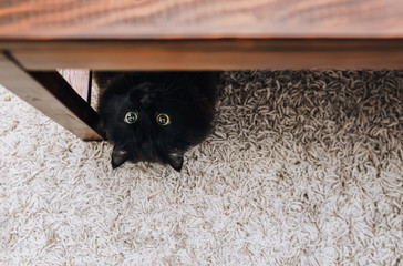 A funny fluffy black cat resembling a bat lies on a beige carpet and peeks out from under a wooden...