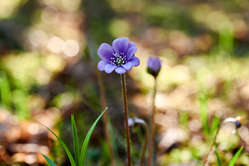 Flowering violets in the forest