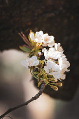 Kirschbaumbl&uuml;te mit best&auml;ubenden Bienen