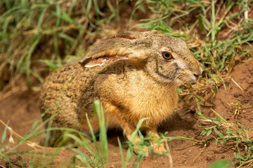 Naklejka na ściany i meble Scrub hare sits in grass watching camera