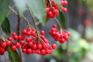マンリョウの実