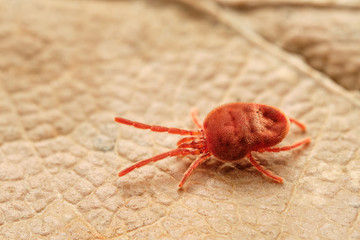 Harvest mite (Trombicula autumnalis) on brown leaf. Czech Republic, Europe