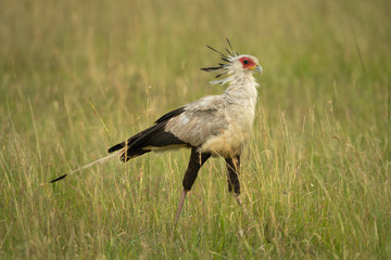 Secretary bird walking across grass facing right