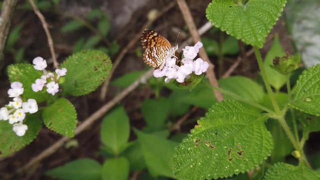Mariposa 
