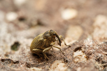Tiny true weevil (Ceutorhynchus) on stone. Czech Republic, Europe