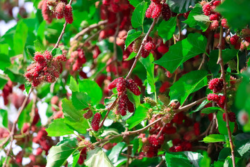 Organic Mulberry fruit tree and green leaves. Black ripe and red unripe mulberries on the branch of tree. Red purple mulberries on tree.selective focus on subject