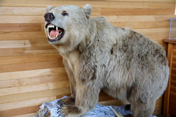 Yukon, Canada / USA - August 10, 2019: Embalmed bear, Yukon, Canada, USA