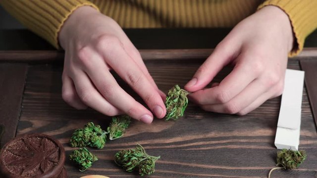 Young woman hands holding perfect cannabis bud close up. Choosing marijuana buds for medical or recreational use.