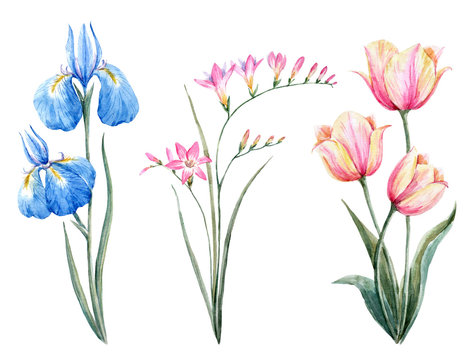Beautiful watercolor floral set with gentle blue iris and tulip flowers. Stock illustration.