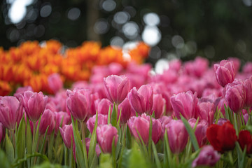 Beautiful pink tulip flowers in garden with blurred background