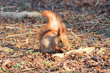 squirrel with an appetite gnaws a delicious nut