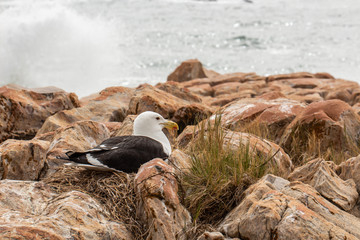Black and White seagull sitting on a nest among the rocks with sea crashing on the rocks in the background.