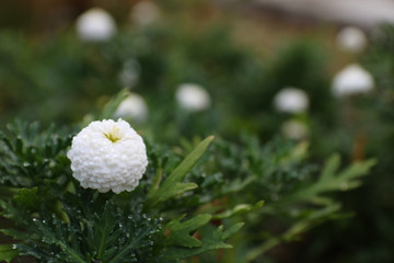 白い丸い花