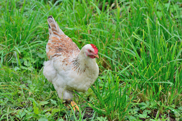 Chicken walks outdoors in the garden