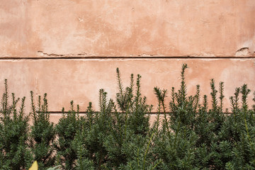 Green fir branches agains pink wall. Copy space.
