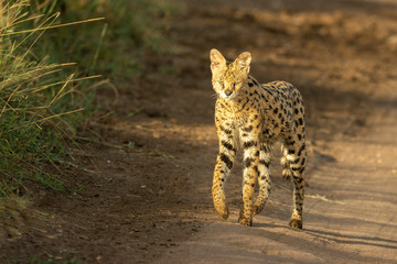 Obraz premium Serval walks on track with paw raised