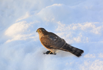 Hawk in the snow with a small bird prey