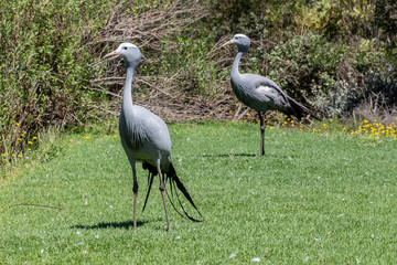 Two beautiful blue cranes standing on lush green grass with a background of plants and bush.
