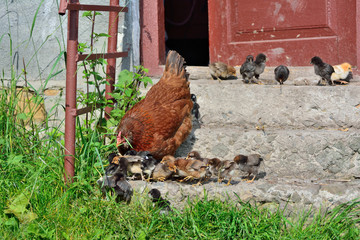 Chicken with young chicks in the countryside